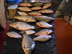 pescuit